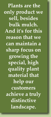 Besides bulk mulch, plants are the only product we sell. And it's for this reason that we can maintain a sharp focus on growing the special, high quality plant material that help our customers achieve a truly distinctive landscape.